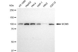 anti-Minichromosome Maintenance Complex Component 3 (MCM3) antibody