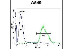 LM3 Antibody (C-term) (ABIN655704 and ABIN2845155) flow cytometric analysis of A549 cells (right histogram) comred to a negative control cell (left histogram). (PALM3 anticorps  (C-Term))