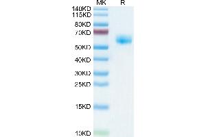 Human NKG2A&CD94 on Tris-Bis PAGE under reduced condition.