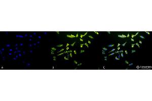 Immunocytochemistry/Immunofluorescence analysis using Mouse Anti-Hsc70 (Hsp73) Monoclonal Antibody, Clone 1F2-H5 . (Hsc70 anticorps  (Atto 594))