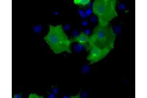 Anti-CD5 mouse monoclonal antibody (ABIN2452889) immunofluorescent staining of COS7 cells transiently transfected by pCMV6-ENTRY CD5 (RC206494). (CD5 anticorps)