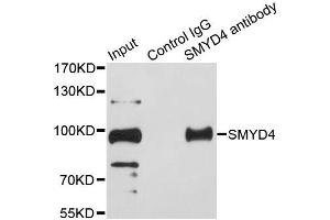 Immunoprecipitation analysis of 200ug extracts of HeLa cells using 1ug SMYD4 antibody. (SMYD4 anticorps  (AA 1-260))