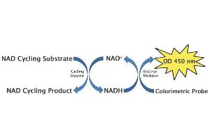 NAD+/NADH Cycling Assay Principle.