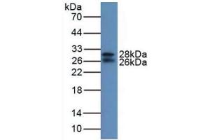 Western blot analysis of Mouse Serum. (IGFBP7 anticorps  (AA 88-281))