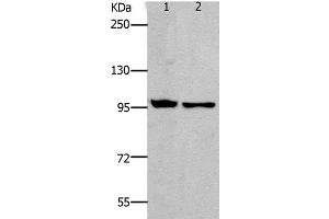 Western Blot analysis of HT-29 and SKOV3 cell using NFκB-p100 Polyclonal Antibody at dilution of 1:800 (NFKB2 anticorps)