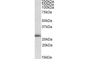 ABIN184946 (1µg/ml) staining of Human Heart lysate (35µg protein in RIPA buffer).