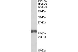 ABIN571209 (0. (ARHGDIB anticorps  (N-Term))