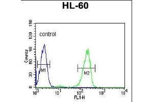 SNRPD1 Antibody (C-term) (ABIN389355 and ABIN2839461) flow cytometric analysis of HL-60 cells (right histogram) compared to a negative control cell (left histogram). (SNRPD1 anticorps  (C-Term))