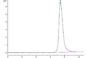 The purity of Human PLVAP is greater than 90 % as determined by SEC-HPLC.