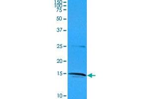 Western blot analysis of Jurkat cell lysate (35 ug) with IL32 monoclonal antibody, clone AT2F9  at 1 : 1000 dilution. (IL32 anticorps  (AA 1-131))