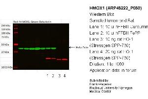 Western Blotting (WB) image for anti-Heme Oxygenase (Decycling) 1 (HMOX1) (N-Term) antibody (ABIN502603) (HMOX1 anticorps  (N-Term))