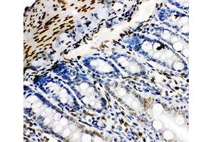 IHC-P: Lamin B2 antibody testing of rat intestine tissue (Lamin B2 anticorps  (AA 580-597))