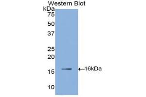 Detection of Recombinant HIF1a, Gallus using Polyclonal Antibody to Hypoxia Inducible Factor 1 Alpha (HIF1a)