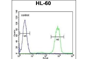 ANKRD40 Antibody (C-term) (ABIN655309 and ABIN2844891) flow cytometric analysis of HL-60 cells (right histogram) compared to a negative control cell (left histogram).