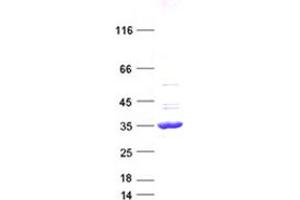 Validation with Western Blot (Cyclin D1 Protein (CCND1) (DYKDDDDK Tag))