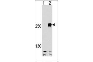 Image no. 1 for anti-Mechanistic Target of Rapamycin (serine/threonine Kinase) (mTOR) (Ser2481) antibody (ABIN358774) (MTOR anticorps  (Ser2481))