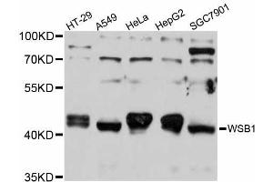 Western blot analysis of extracts of various cell lines, using WSB1 antibody (ABIN5999196) at 1/1000 dilution. (WSB1 anticorps)