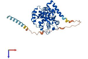 AlphaFold protein structure predicition of Human Recombinant CHST10 Protein, UniprotID O43529