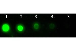 Dot Blot of AKT2 Allophycocyanin Conjugated Monoclonal Antibody.