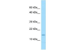 WB Suggested Anti-COX7A2 Antibody Titration: 1. (COX7A2 anticorps  (C-Term))