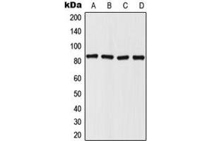 Western blot analysis of Mitofilin expression in HepG2 (A), HeLa (B), SP2/0 (C), PC12 (D) whole cell lysates. (IMMT anticorps  (Center))