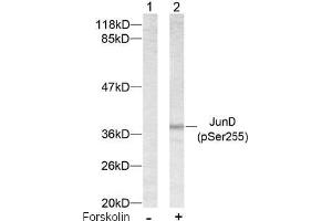 Image no. 2 for anti-Jun D Proto-Oncogene (JUND) (pSer255) antibody (ABIN196661) (JunD anticorps  (pSer255))