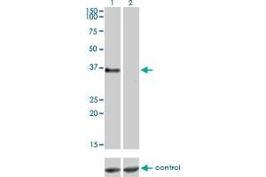 Western blot analysis of GPR3 over-expressed 293 cell line, cotransfected with GPR3 Validated Chimera RNAi (Lane 2) or non-transfected control (Lane 1).