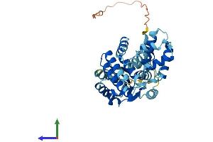 AlphaFold protein structure predicition of Mouse Recombinant Rfc4 Protein, UniprotID Q99J62