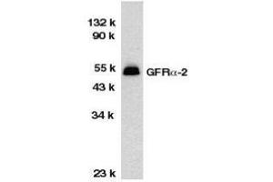 Western Blotting (WB) image for anti-GDNF Family Receptor alpha 2 (GFRA2) (C-Term) antibody (ABIN2473789) (GFRA2 anticorps  (C-Term))