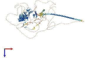 AlphaFold protein structure predicition of Human Recombinant SMARCC2 Protein, UniprotID Q8TAQ2
