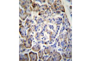MDK Antibody immunohistochemistry analysis in formalin fixed and paraffin embedded human pancreas tissue followed by peroxidase conjugation of the secondary antibody and DAB staining. (Midkine anticorps  (C-Term))