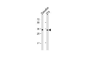 All lanes : Anti-(DANRE) gnb1 Antibody (center) at 1:1000 dilution Lane 1: Zebrafish lysate Lane 2: ZF4 whole cell lysate Lysates/proteins at 20 μg per lane. (GNB1 anticorps  (N-Term))