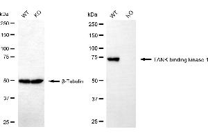 Western blotting analysis using TANK binding kinase 1 antibody (ABIN7800508).