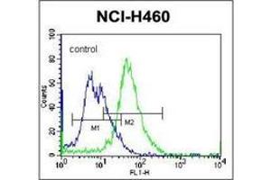 Flow cytometric analysis of NCI-H460 cells using PLCL2 Antibody (C-term) Cat. (PLCL2 anticorps  (C-Term))
