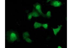 Anti-SOCS3 mouse monoclonal antibody (ABIN2454642) immunofluorescent staining of COS7 cells transiently transfected by pCMV6-ENTRY SOCS3 (RC209305). (SOCS3 anticorps)