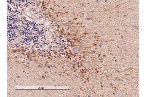 ABIN185682 (4µg/ml) staining of paraffin embedded Human Cerebellum. (COMT anticorps  (Internal Region))