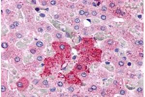 Anti-GPR153 antibody  ABIN1048742 IHC staining of human liver, hepatocytes. (GPR153 anticorps  (Extracellular Domain))