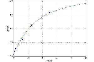 Claudin 11 (CLDN11) ELISA Kit