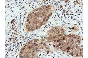 Image no. 8 for anti-Dual Specificity Phosphatase 23 (DUSP23) antibody (ABIN1497930) (DUSP23 anticorps)