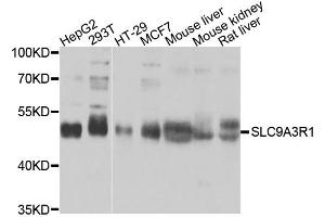 Western blot analysis of extracts of various cell lines, using SLC9A3R1 antibody. (SLC9A3R1 anticorps)