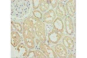 Immunohistochemistry of paraffin-embedded human kidney tissue using ABIN7171149 at dilution of 1:100
