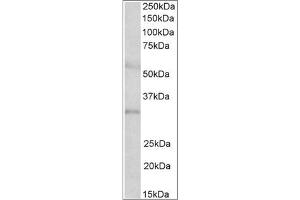 Staining of Human Placenta lysate using IGFBP1 antibody at 2 µg/ml (35µg protein in RIPA buffer). (IGFBPI anticorps  (Internal Region))