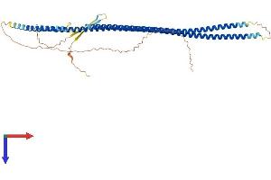 AlphaFold protein structure predicition of Mouse Recombinant Krt28 Protein, UniprotID A6BLY7