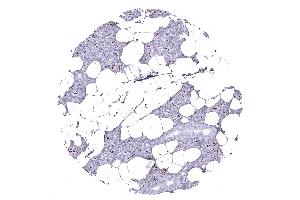 Parotid gland (ANO1 anticorps  (AA 2-101))