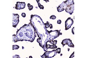 IHC analysis of COX IV using anti-COX IV antibody .