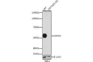 Western blot analysis of extracts from wild type (WT) and G knockout (KO) HeLa cells, using G antibody (ABIN7267356) at 1:1000 dilution. (GATA2 anticorps)