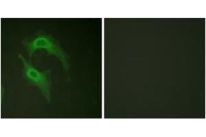 Immunofluorescence (IF) image for anti-CD226 (CD226) (AA 287-336) antibody (ABIN2888795) (CD226 anticorps  (AA 287-336))
