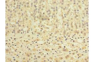 Immunohistochemistry of paraffin-embedded human adrenal gland tissue using ABIN7150898 at dilution of 1:100