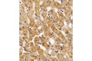 Immunohistochemical analysis of paraffin-embedded H.
