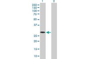 Western Blot analysis of MED6 expression in transfected 293T cell line by MED6 MaxPab polyclonal antibody. (MED6 anticorps  (AA 1-246))